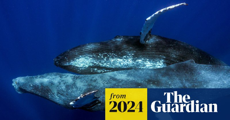 Humpback sex photographed for first time – and both whales were male